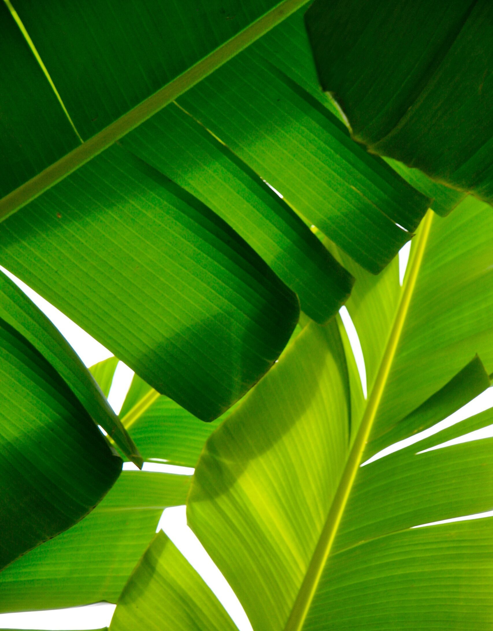 A closeup shot of tropical green plants with a white background
